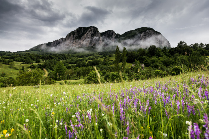 Productie uriasa de lavanda in Romania. Cultivatorii isi recupereaza investitia in "aurul mov" inca din primul an