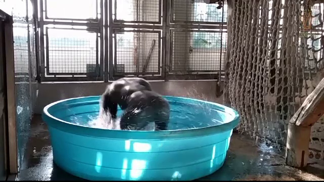 Gorila Zola din Dallas a cucerit internetul. Demonstratia neasteptata de dans a fost urmarita de milioane de oameni