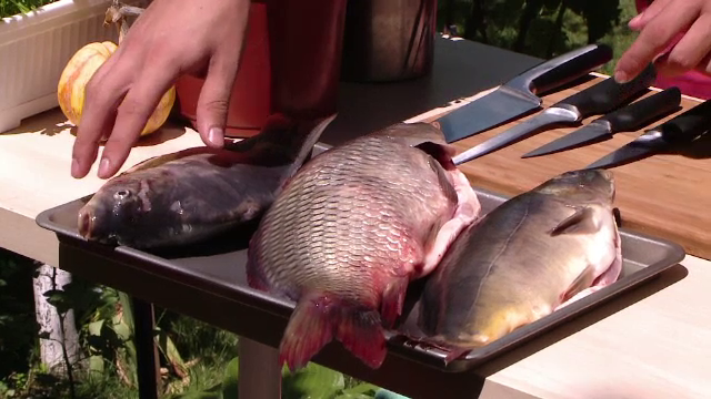 Crapul, cel mai apreciat dintre pestii nostri, are o varianta imbunatatita. Cum arata "Crapul Topless"