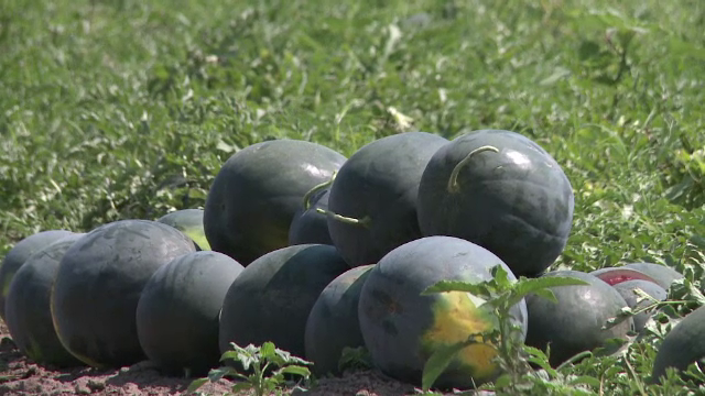 Fermierii de la Dabuleni au inceput culesul pepenilor. Cum le raspund celor care ii acuza ca ar fi folosit tratamente