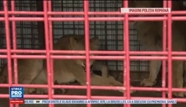 Doi lei au fost descoperiti intr-o cusca mica, in curtea unui dambovitean. Politia a deschis dosar pe numele barbatului