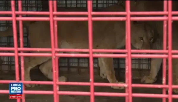 Doi lei au fost descoperiti intr-o cusca mica, in curtea unui dambovitean. Politia a deschis dosar pe numele barbatului