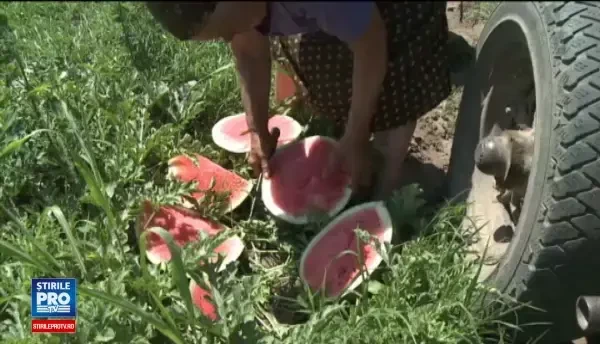 Fermierii de la Dabuleni au inceput culesul pepenilor. Cum le raspund celor care ii acuza ca ar fi folosit tratamente