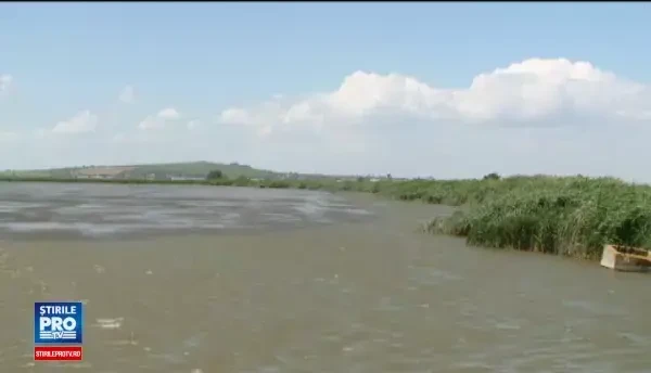 Crapul, cel mai apreciat dintre pestii nostri, are o varianta imbunatatita. Cum arata Crapul Topless