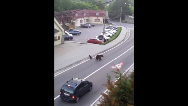 O ursoiaca insotita de 2 pui a poposit jumatate de ora in fata unei pensiuni din Tusnad. Ce spun localnicii despre aparitie