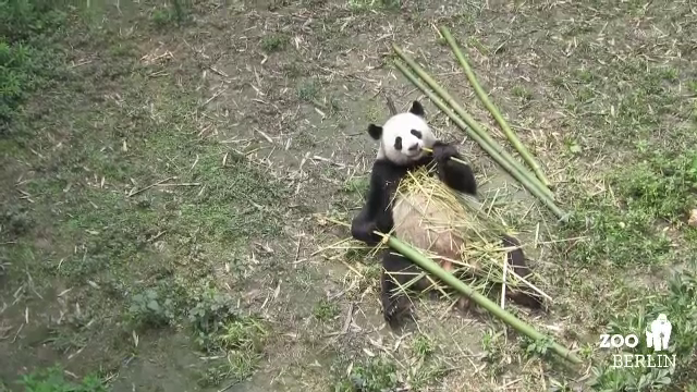 Gradina zoologica din Berlin s-a imbogatit cu doi locatari minunati. O pereche de ursi panda adusi din China