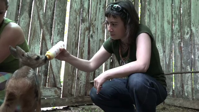 Din dorinta de-a face un bine, romanii care gasesc animale salbatice le duc in centre. De ce NU e recomandat sa faceti asta