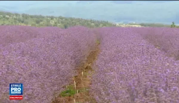 Productie uriasa de lavanda in Romania. Cultivatorii isi recupereaza investitia in aurul mov inca din primul an