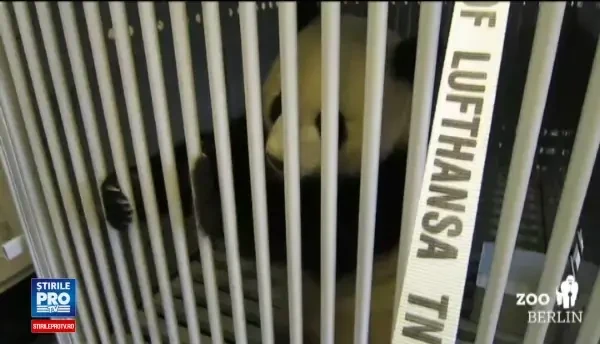 Gradina zoologica din Berlin s-a imbogatit cu doi locatari minunati. O pereche de ursi panda adusi din China