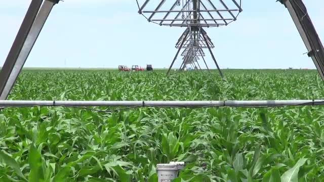 Diferentele uriase dintre agricultorii care au sistem de irigatii si cei care se roaga sa vina ploaia