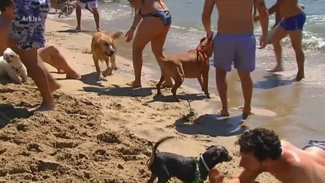 Mersul cu animalul de companie pe litoral, misiune grea. Doar 20 de hoteluri din 1.000 ii accepta pe prietenii necuvantatori