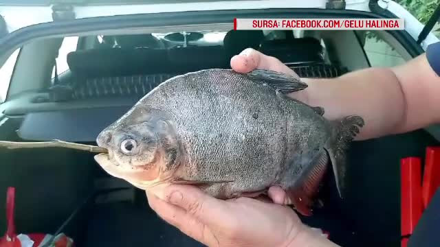 Spaima traita de doi pescari din Drobeta Turnu Severin. Ce peste au gasit in navodul lasat peste noapte in Dunare