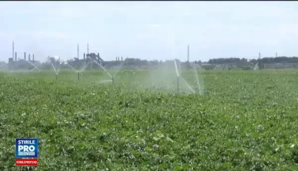 Diferentele uriase dintre agricultorii care au sistem de irigatii si cei care se roaga sa vina ploaia