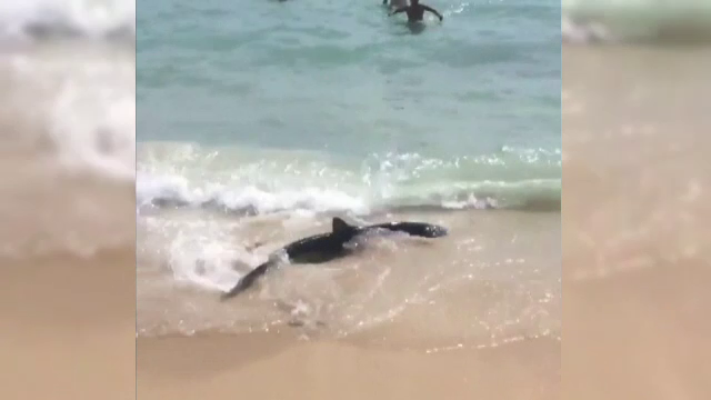 Un rechin a semanat panica in Mallorca. Ce s-a intamplat dupa ce turistii l-au filmat in timp ce se zbatea pe o plaja