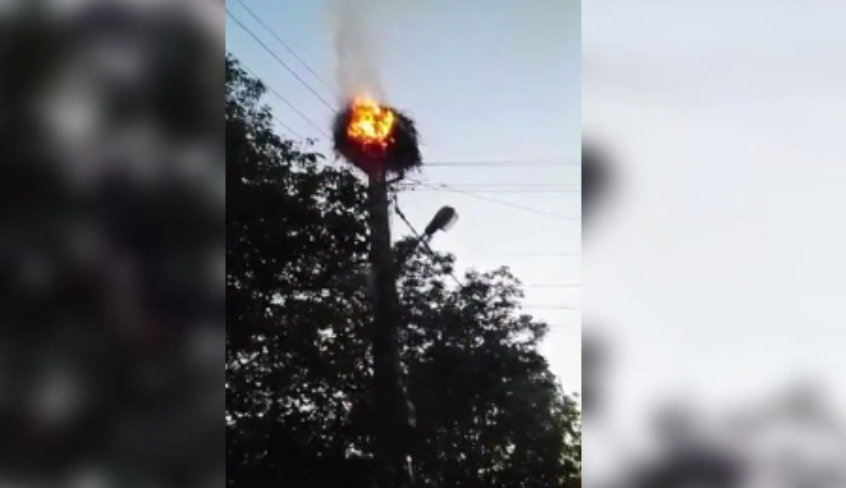 Patru pui de barza au murit dupa ce cuibul lor a luat foc. Un martor a sunat la 112, dar nu a venit nimeni