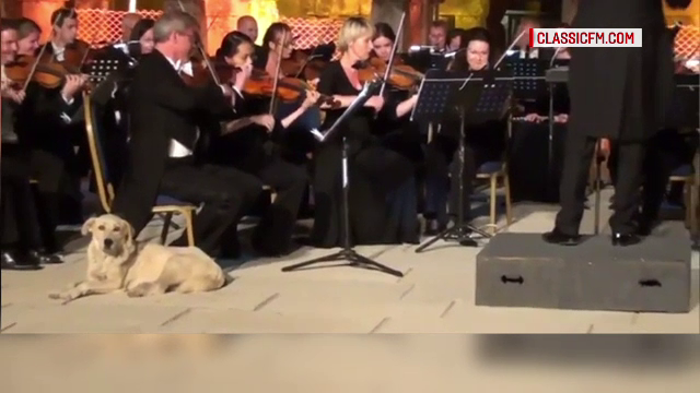 Un labrador, vedeta concertului Ochestrei de Camera de la Viena. Ce a facut patrupedul