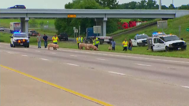 Nesperata evadare. Un camion de mari dimensiuni care transporta porci s-a rasturnat pe o autostrada din America