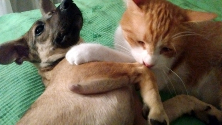 Primaria Capitalei va plati pentru castrarea cainilor si pisicilor "de rasa comuna". Cat costa o adoptie la distanta