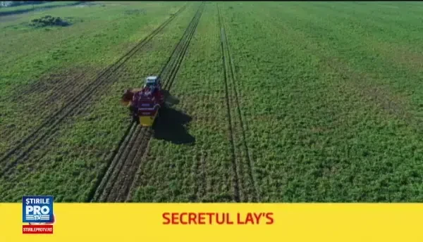 (P) Secretul chisp-urilor Lay's sta in calitatea cartofilor romanesti prelucrati. Recolta ajunge din camp direct la fabrica