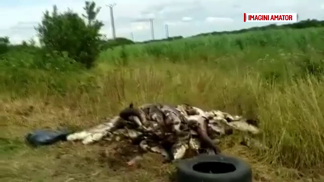 O tona si jumatate de peste mort a fost scos dintr-o balta privata, dupa ce nivelul apei a scazut din cauza caldurii