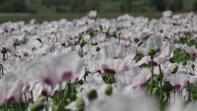 Floarea din care agricultorii romani extrag semintele si primesc 6 euro pe kg. In ce conditii au voie sa o planteze