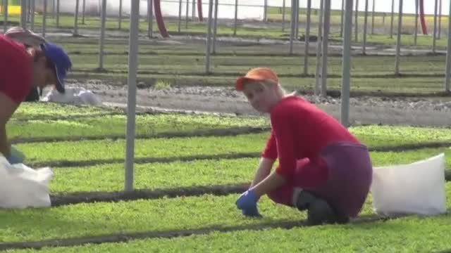 Piata Muncii - Inspectorul Pro