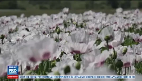 Floarea din care agricultorii romani extrag semintele si primesc 6 euro pe kg. In ce conditii au voie sa o planteze