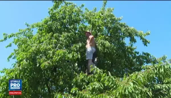 Festivalul Cireselor din satul Ciresoaia, anulat din cauza lipsei cireselor