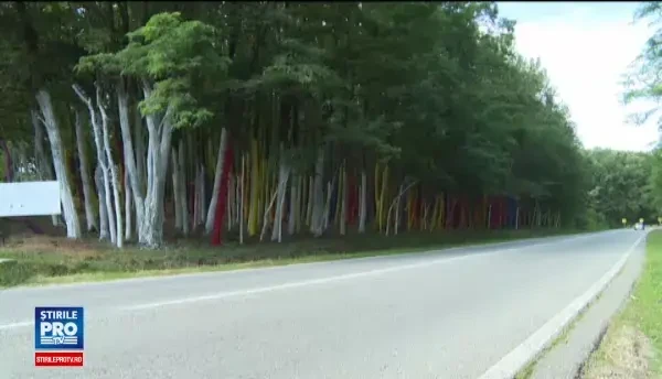 Sute de copaci din Gorj, vopsiti pentru a atrage atentia asupra defrisarilor ilegale. Am adus oamenii, culoarea, frumosul