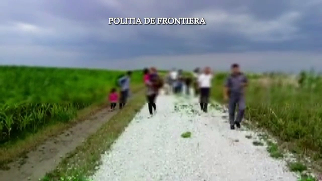 21 de migranti irakieni prinsi intr-un lan de porumb, la frontiera, in Arad. Unde incercau sa ajunga