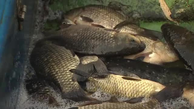 Atentie cand cumparati peste proaspat, necuratat! Ce este "anisakis", parazitul care poate fi gasit in peste