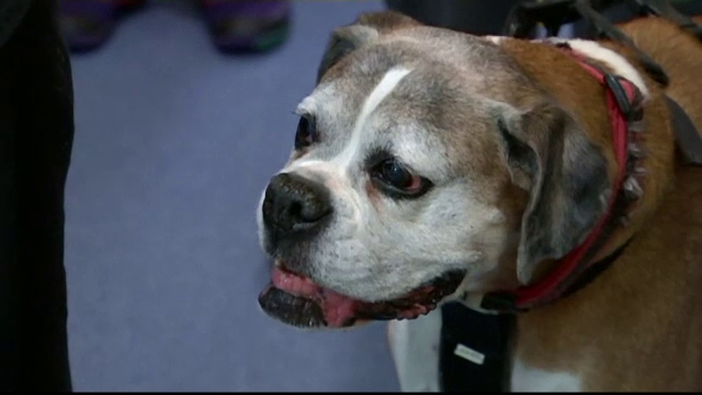 Banca de sange pentru animale. Un medic veterinar vrea sa ii convinga pe australieni sa vina cu animalele sa doneze