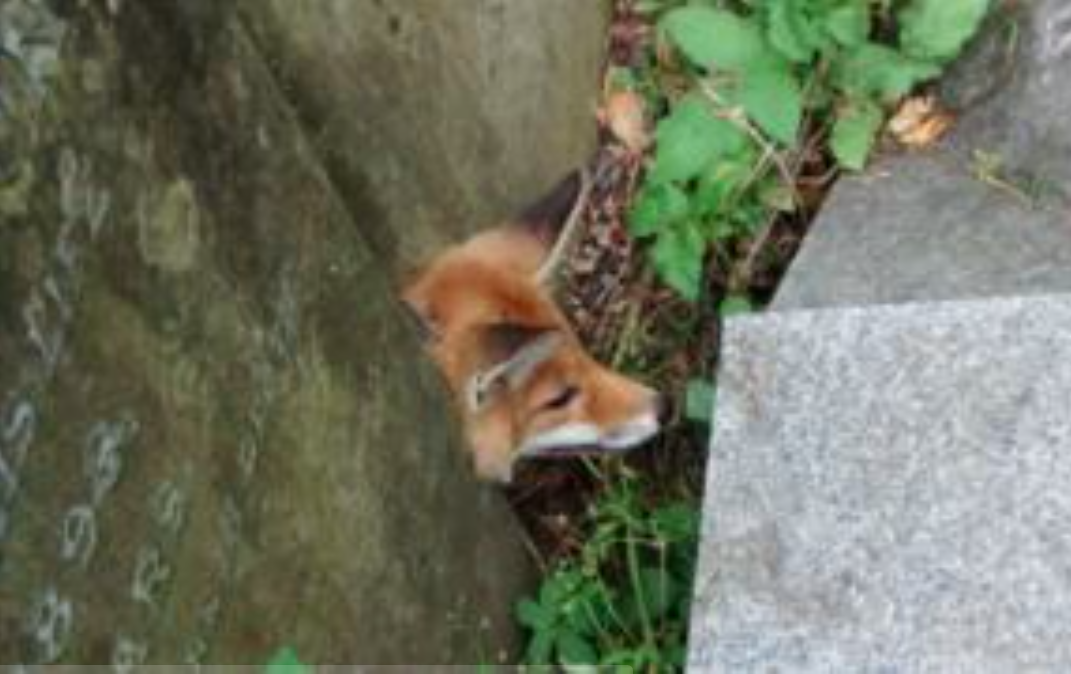 Interventie dificila pentru salvatorii britanici, dupa ce un pui de vulpe a ramas captiv intre doua pietre