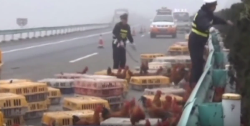 O autostrada din Austria, blocata dupa ce aproximativ 7.000 de gaini au evadat din camionul in care erau transportate. VIDEO