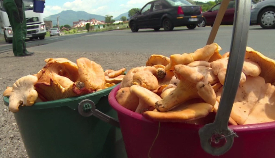 Considerate delicatese in strainatate, la noi ciupercile de padure se vand la marginea drumului. Cat costa un kg de galbiori