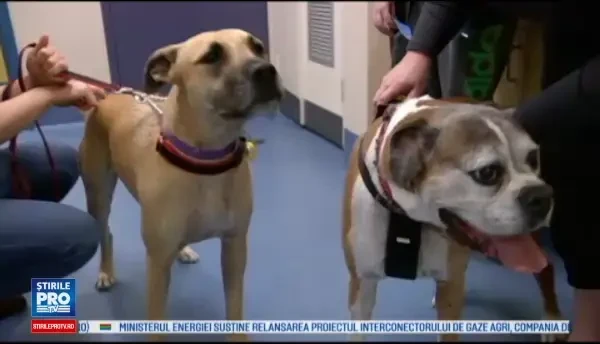 Banca de sange pentru animale. Un medic veterinar vrea sa ii convinga pe australieni sa vina cu animalele sa doneze