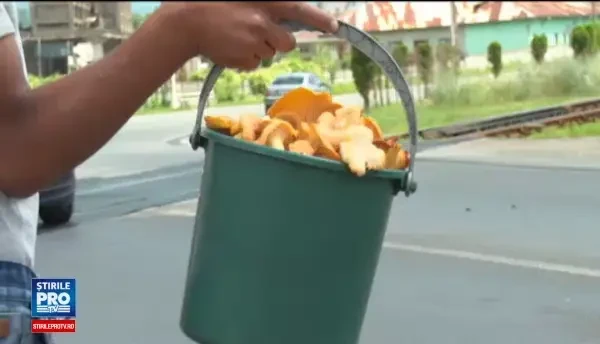 Considerate delicatese in strainatate, la noi ciupercile de padure se vand la marginea drumului. Cat costa un kg de galbiori
