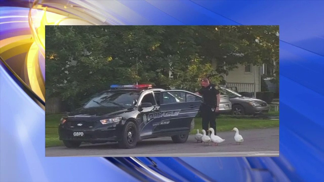 Patru rațe din SUA au fost "arestate" pentru vagabondaj dupa ce au iesit din propriul lor perimetru. Reactia internautilor