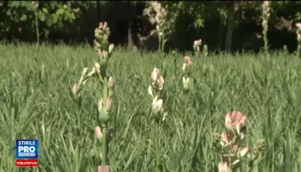 Floarea care a imbogatit mai multi localnici dintr-o localitate sibiana. Tuberoza infloreste o data la 3 ani