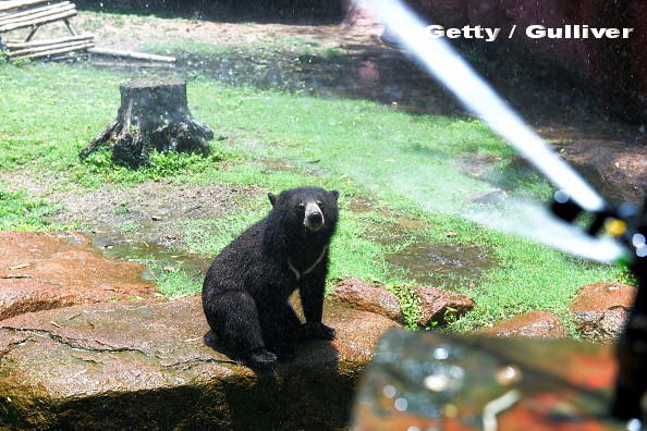 A crezut ca viseaza, insa totul era real. Un tanar a fost atacat de un urs in timp ce dormea, care i-a "crantanit" capul