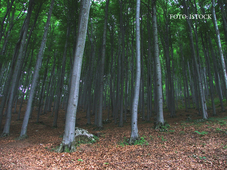 Padurile virgine de fag din Romania au intrat in Patrimoniul Mondial UNESCO. Romania, obligata sa protejeze 24.000 de hectare