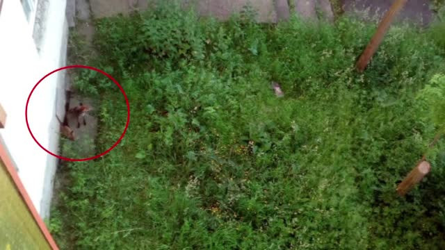 Orasul din Romania invadat de vulpi. Oamenii povestesc ca au vazut cum mananca din farfurii, in restaurante