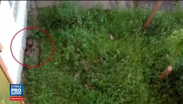 Orasul din Romania invadat de vulpi. Oamenii povestesc ca au vazut cum mananca din farfurii, in restaurante