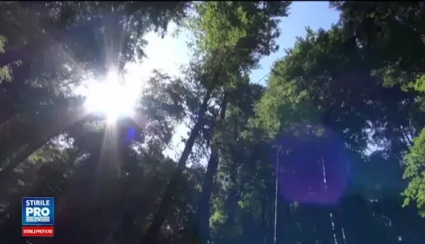 Padurile virgine de fag din Romania au intrat in Patrimoniul Mondial UNESCO. Romania, obligata sa protejeze 24.000 de hectare