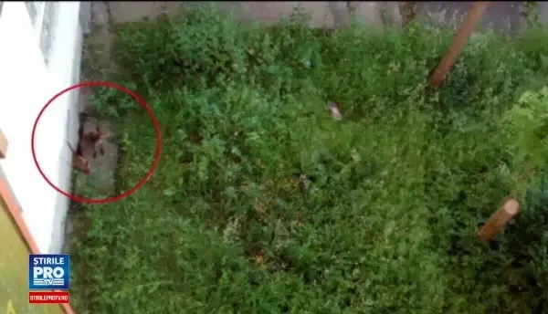 Orasul din Romania invadat de vulpi. Oamenii povestesc ca au vazut cum mananca din farfurii, in restaurante