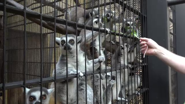 Specia de lemurieni pe cale de disparitie salvata la un ZOO din Romania. Ce buruieni din tara noastra le plac in mod special