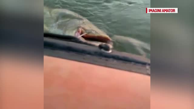 Doi pescari din Gorj au reusit sa prinda "Monstrul"! Cum arata prada de aproape 2 metri si 70 de kilograme