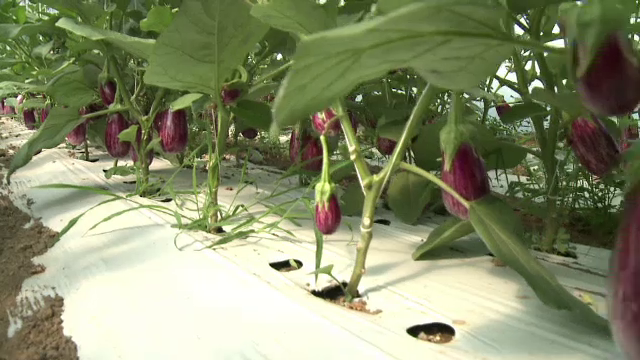 Productie record de vinete in acest an pentru fermierii romani. Cat costa un kilogram in piata