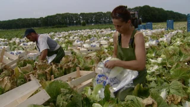 Cosmar pentru trei tinere din Valcea, plecate sa lucreze in Spania. "Muncim nemancate 10 ore pe zi, nu primim niciun ban"
