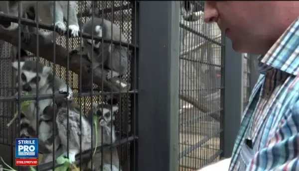 Doi pui de lemur extrem de nostimi, noile vedete al Gradinii Zoologice din Targu Mures. Vizitatorii le pot alege numele